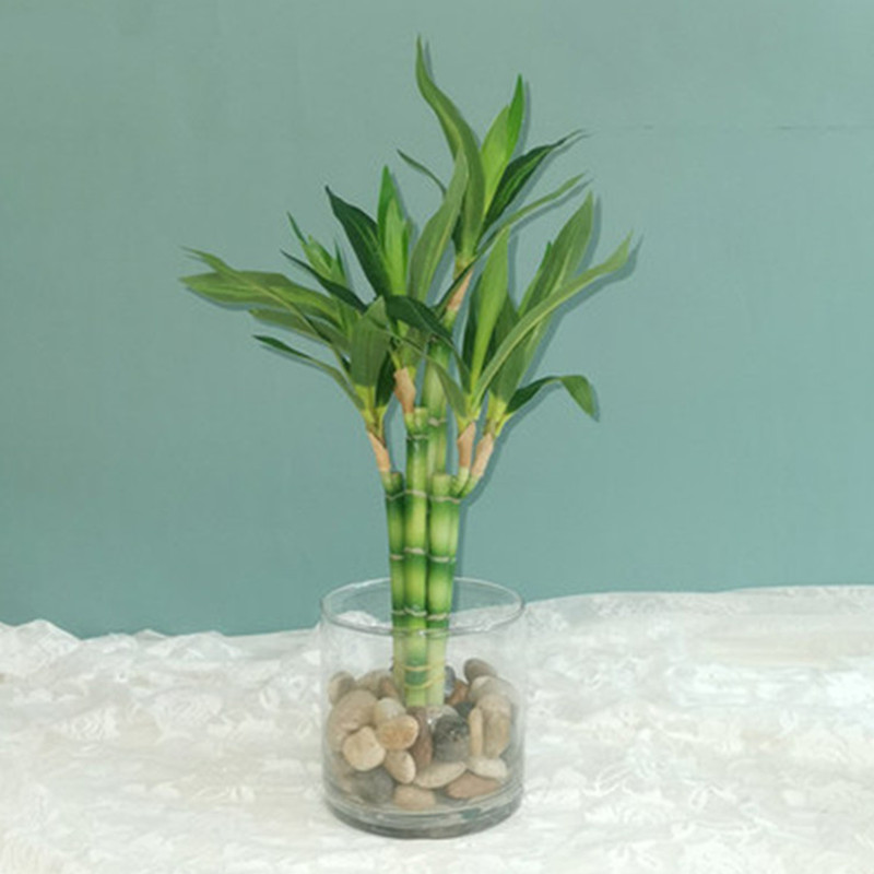 Aquarium Fish Pot - Yeni 40 cm rFtificial Şanslı Bambu