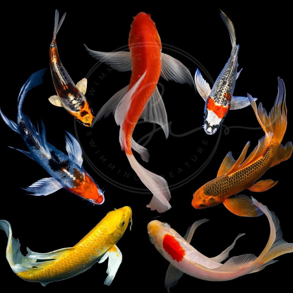 Aquarium Fish Live - Çeşitli Renklerde Canlı Koi Balıkları (3-4)