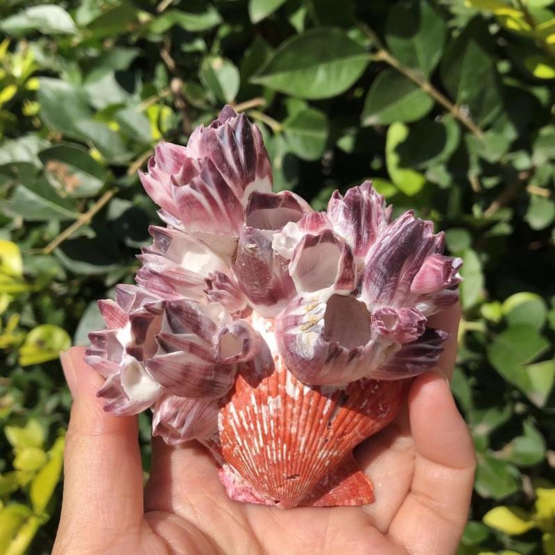Aquarium Fish Pot - Büyük Mor Deniz Lotus Doğal Tarak