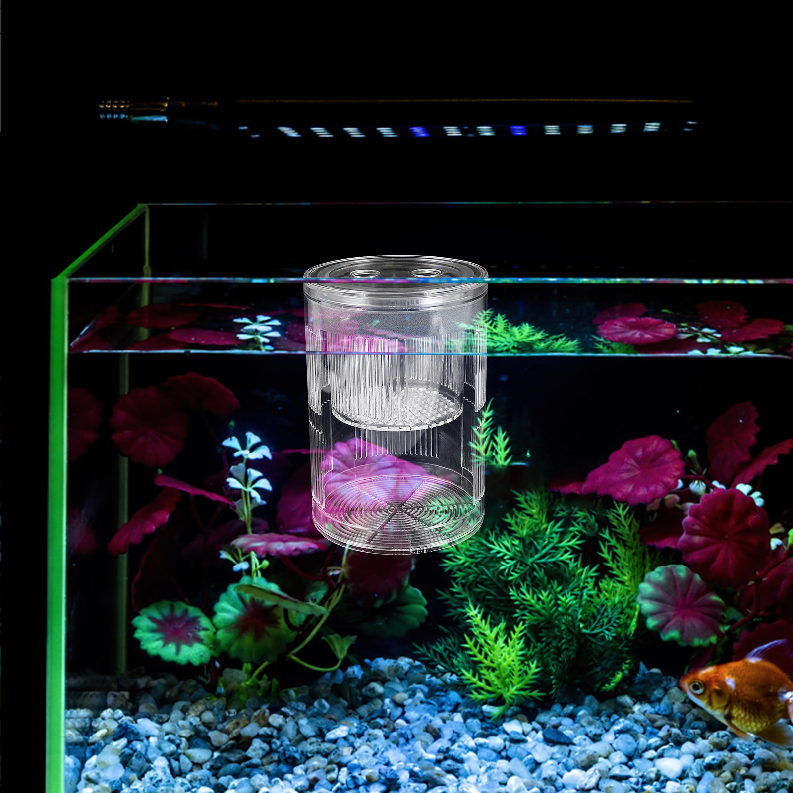 Aquarium Fish Freshwater - Yüzen Akrilik Balık Yetiştirme Kutusu Akvaryum