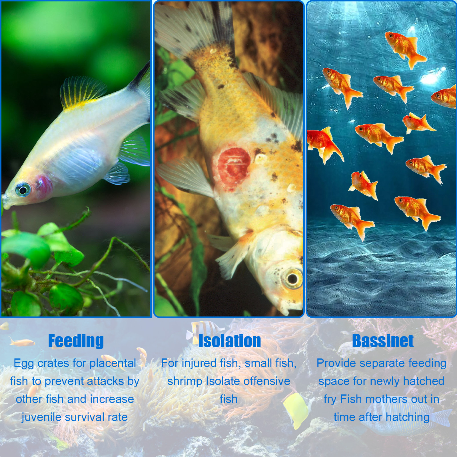 Akvaryum damızlık kutusu balık - Aquarium Fish In Bowl incelemesi ve fiyatı