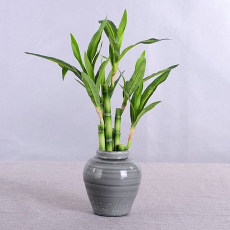 Yeni 40 cm rFtificial Şanslı B - Aquarium Fish Pot incelemesi ve fiyatı