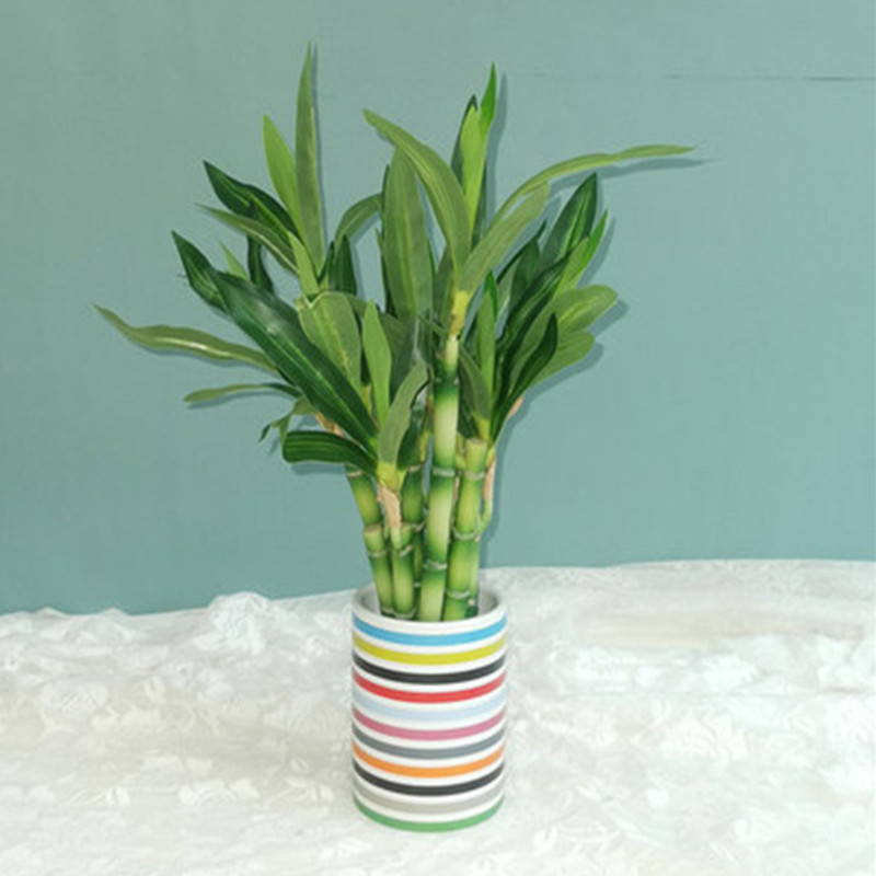 Yeni 40 cm rFtificial Şanslı B - Aquarium Fish Pot incelemesi ve fiyatı
