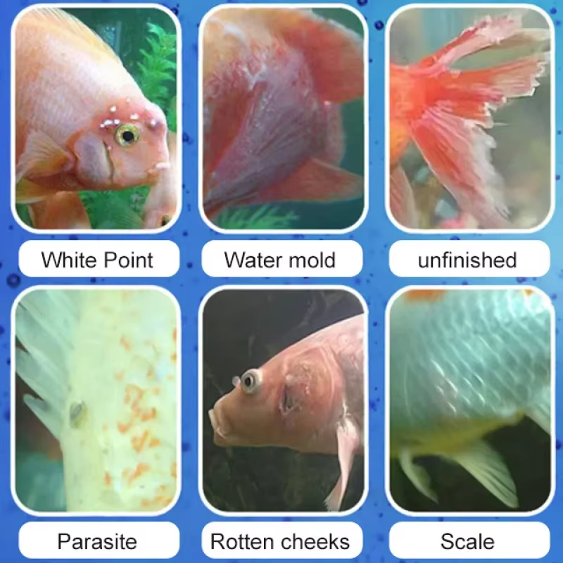 SIKEZHAN Balık Hastalığı Tedav - Aquarium Fishing incelemesi ve fiyatı