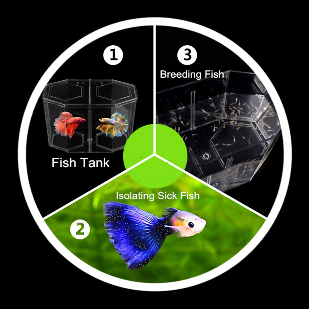 Akrilik Iki Bölünmüş Lepistes  - Aquarium Fish In Bowl incelemesi ve fiyatı