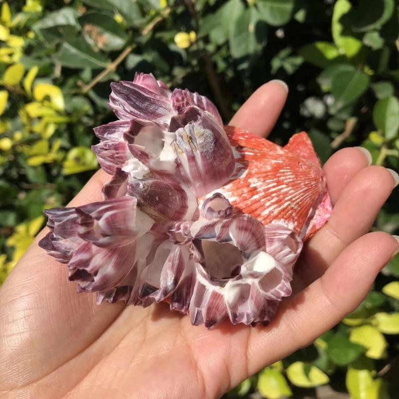 Büyük Mor Deniz Lotus Doğal Ta - Aquarium Fish Pot incelemesi ve fiyatı