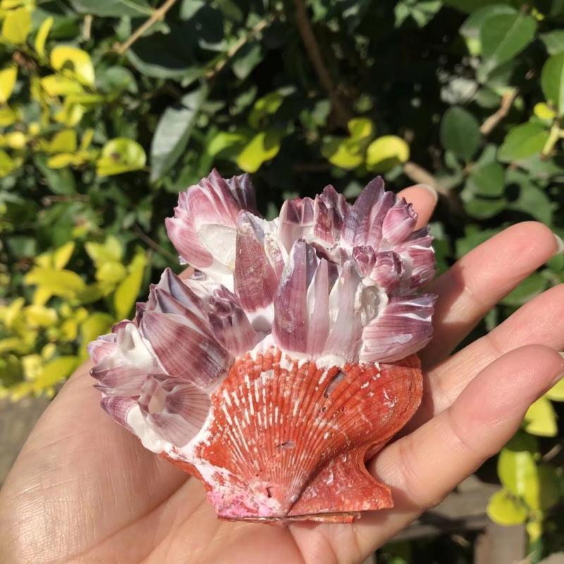 Büyük Mor Deniz Lotus Doğal Ta - Aquarium Fish Pot incelemesi ve fiyatı