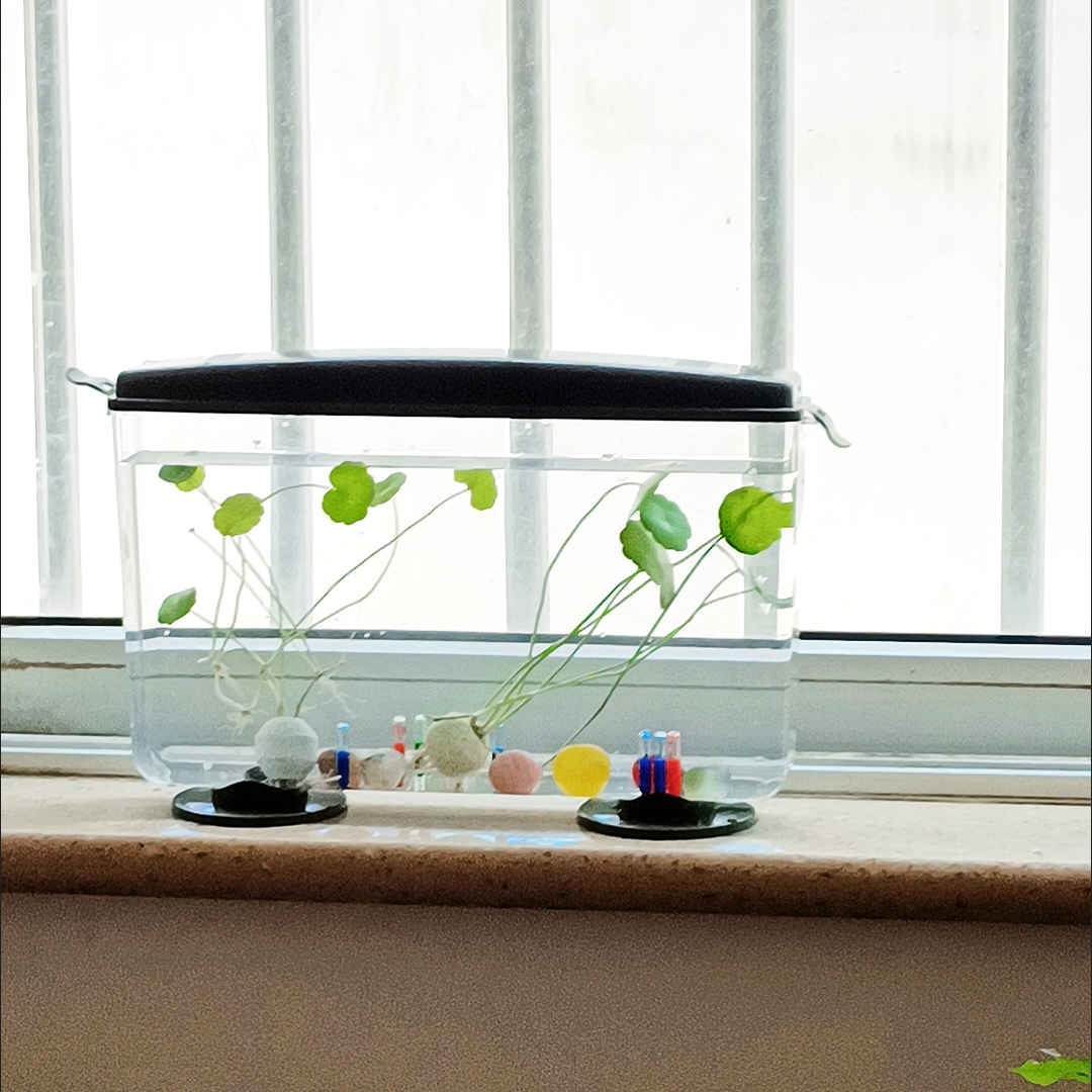 Küçük Balık Karidesleri Kaplum - Aquarium Fish In Bowl incelemesi ve fiyatı