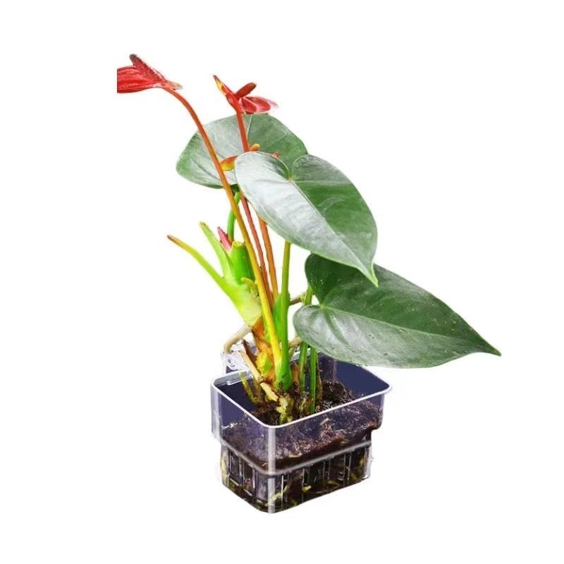 Akvaryum Hidroponik Dikim Sepe - Aquarium Fish Pot incelemesi ve fiyatı