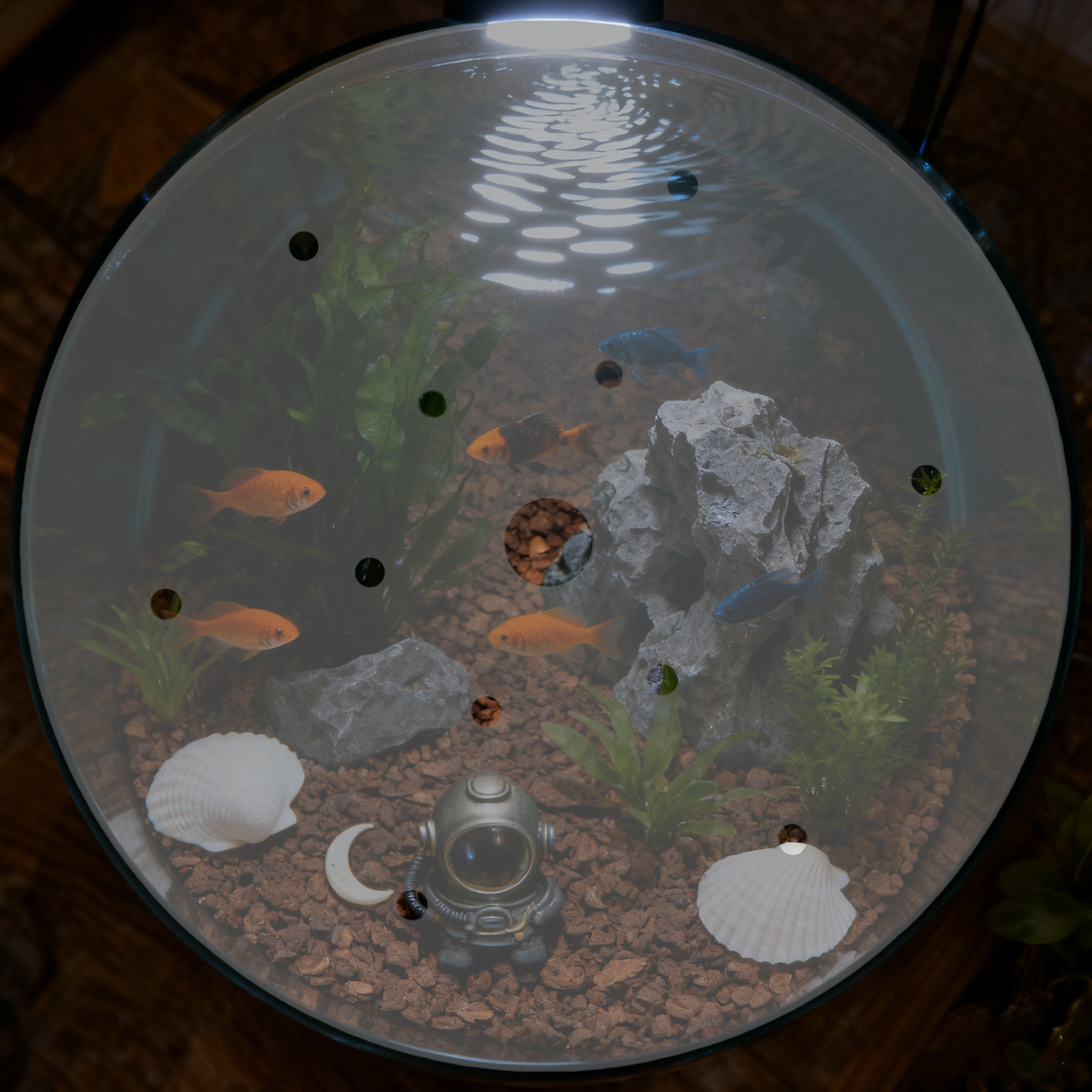 7 inç Yuvarlak Akrilik Balık T - Aquarium Fish In Bowl incelemesi ve fiyatı